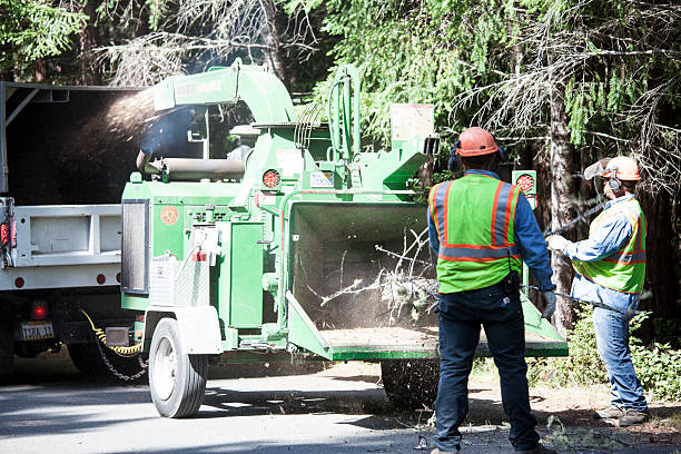 Four Corners, MT Tree Care Company